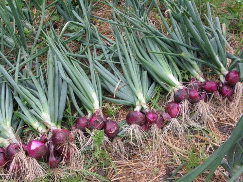 Blue onions, purple and other sweet varieties: description, benefits and harms, application, cultivation features