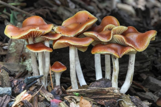 Blue psilocybe: photo and description