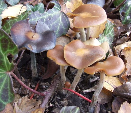 Blue psilocybe: photo and description