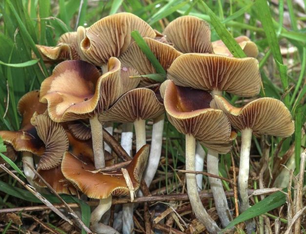 Blue psilocybe: photo and description