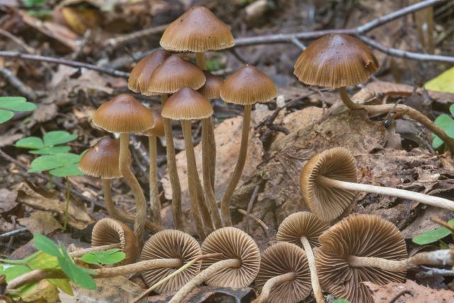 Blue psilocybe: photo and description