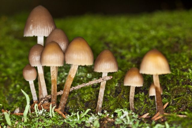 Blue psilocybe: photo and description