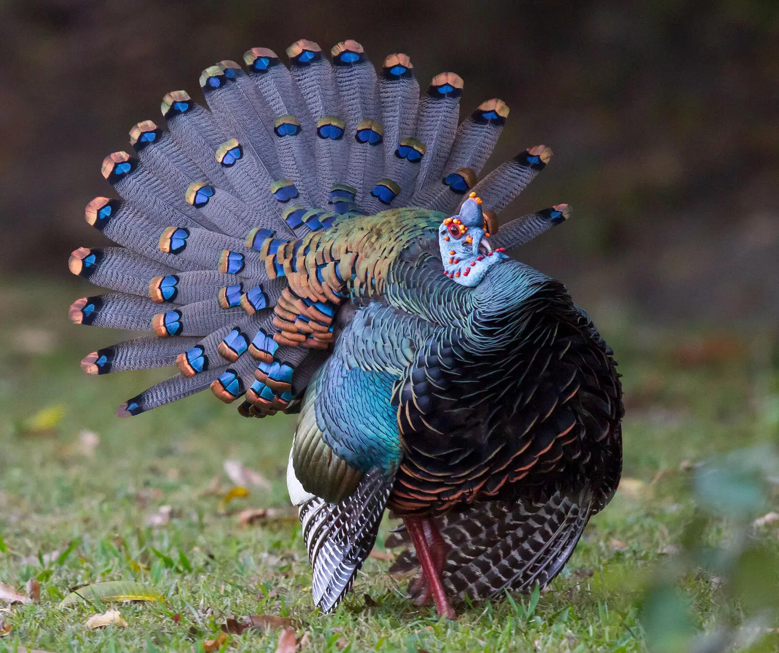 blue turkeys