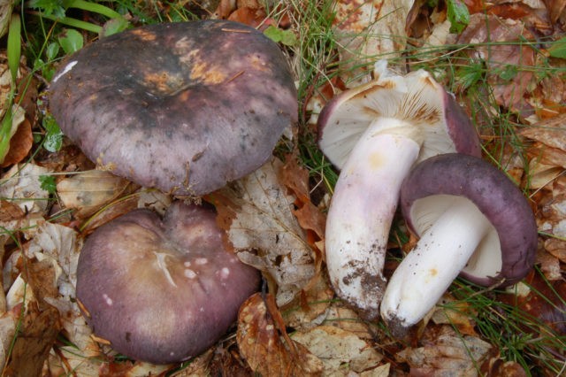 Blue-yellow russula: mushroom description, photo