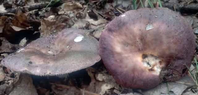 Blue-yellow russula: mushroom description, photo