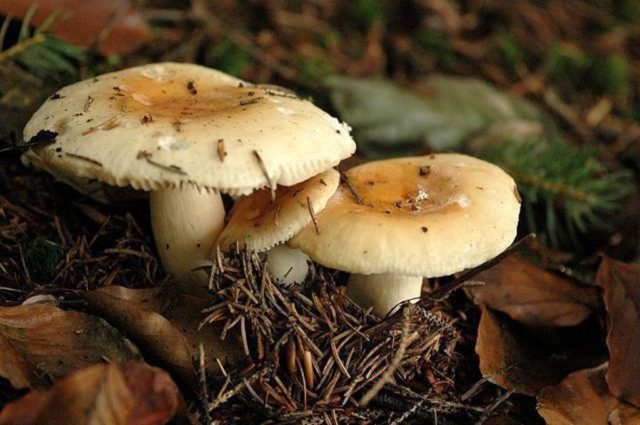 Blue-yellow russula: mushroom description, photo