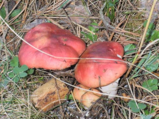 Blue-yellow russula: mushroom description, photo