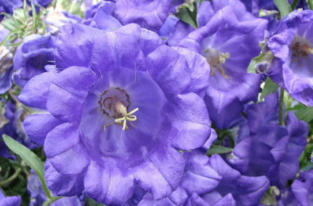 Bluebell Cup and Saucer: Growing from Seeds