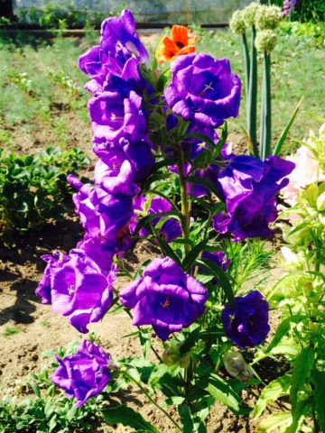 Bluebell Cup and Saucer: Growing from Seeds