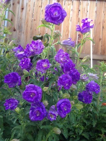 Bluebell Cup and Saucer: Growing from Seeds