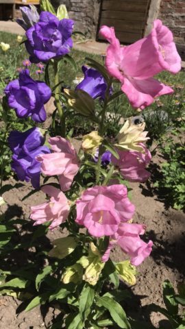 Bluebell Cup and Saucer: Growing from Seeds