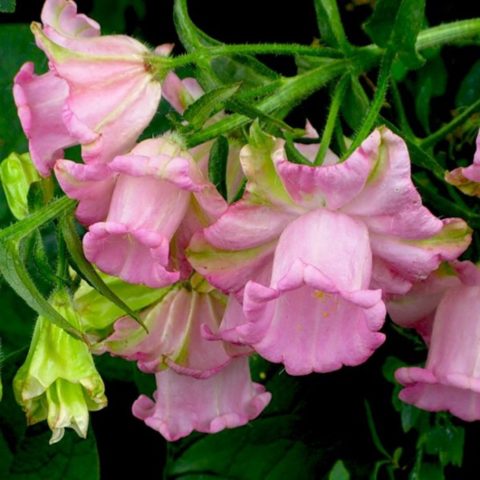 Bluebell Cup and Saucer: Growing from Seeds