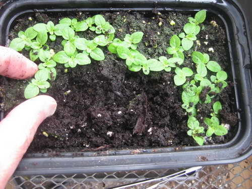 Bluebell Cup and Saucer: Growing from Seeds