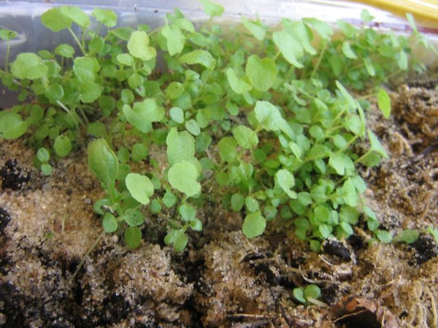 Bluebell Cup and Saucer: Growing from Seeds