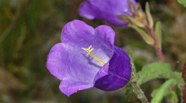 Bluebell medium: growing from seed, when planted in seedlings