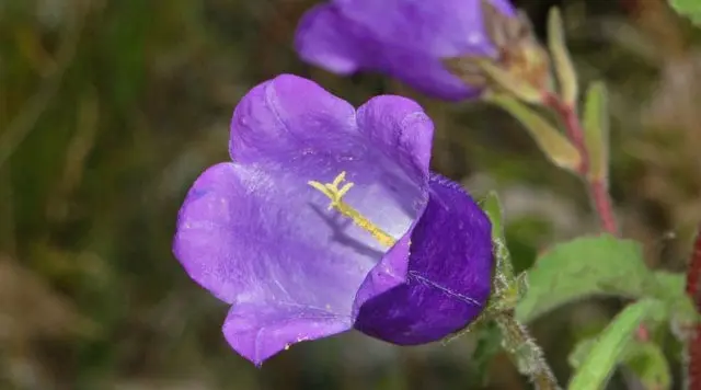 Bluebell medium: growing from seed, when planted in seedlings