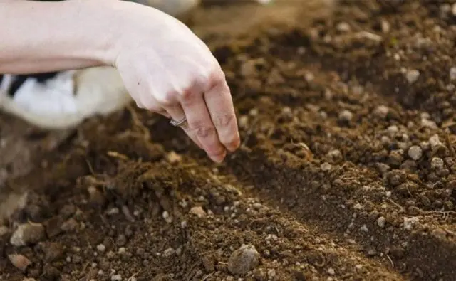 Bluebell medium: growing from seed, when planted in seedlings