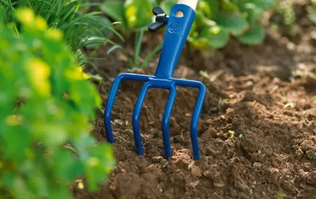 Bluebell medium: growing from seed, when planted in seedlings