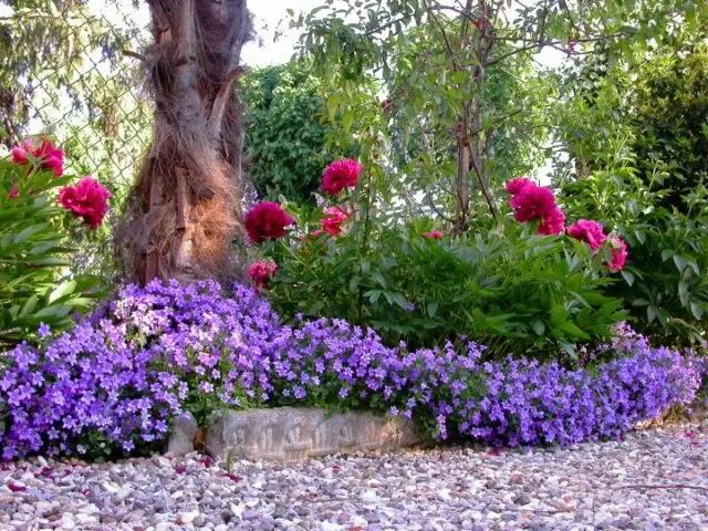 Bluebell medium: growing from seed, when planted in seedlings