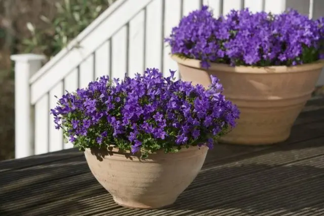 Bluebell medium: growing from seed, when planted in seedlings