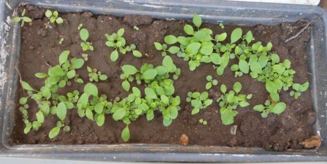 Bluebell medium: growing from seed, when planted in seedlings