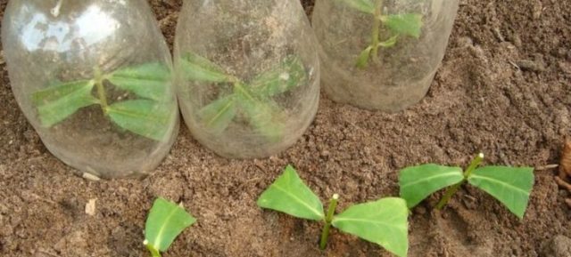 Bluebell medium: growing from seed, when planted in seedlings