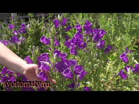 Bluebell medium: growing from seed, when planted in seedlings