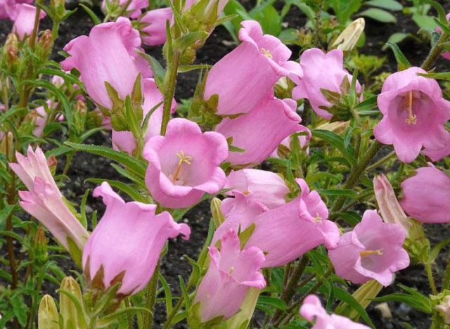 Bluebell medium: growing from seed, when planted in seedlings