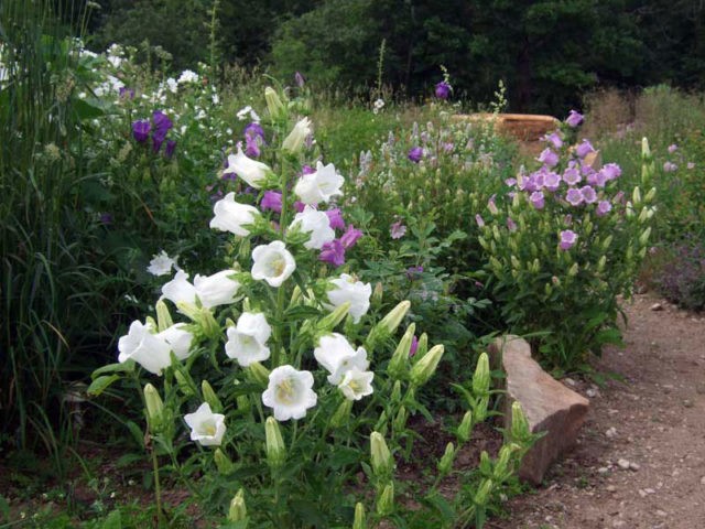 Bluebell medium: growing from seed, when planted in seedlings