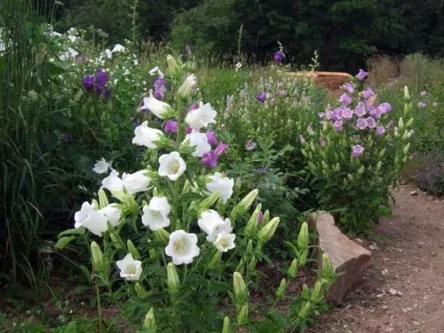 Bluebell medium: growing from seed, when planted in seedlings