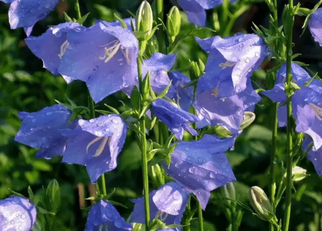 Bluebell medium: growing from seed, when planted in seedlings