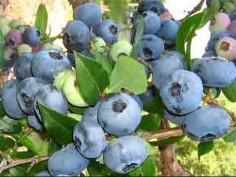 Blueberries for the Northwest: the best varieties