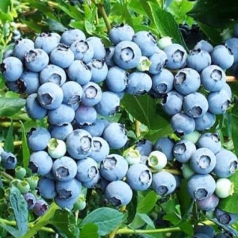 Blueberries for the Northwest: the best varieties