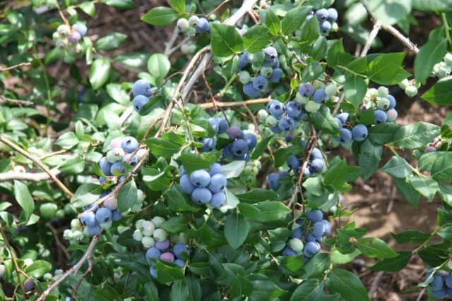 Blueberries for the Northwest: the best varieties