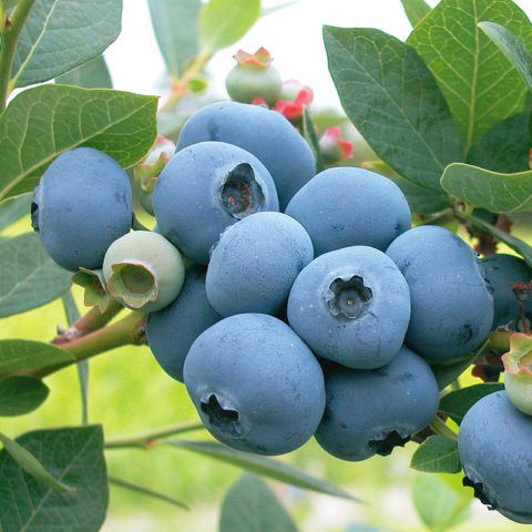 Blueberries for the Northwest: the best varieties