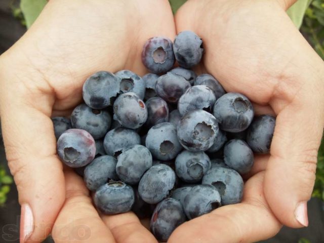 Blueberries for the Northwest: the best varieties