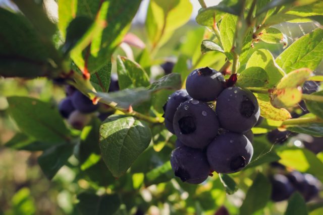 Blueberries for the Northwest: the best varieties