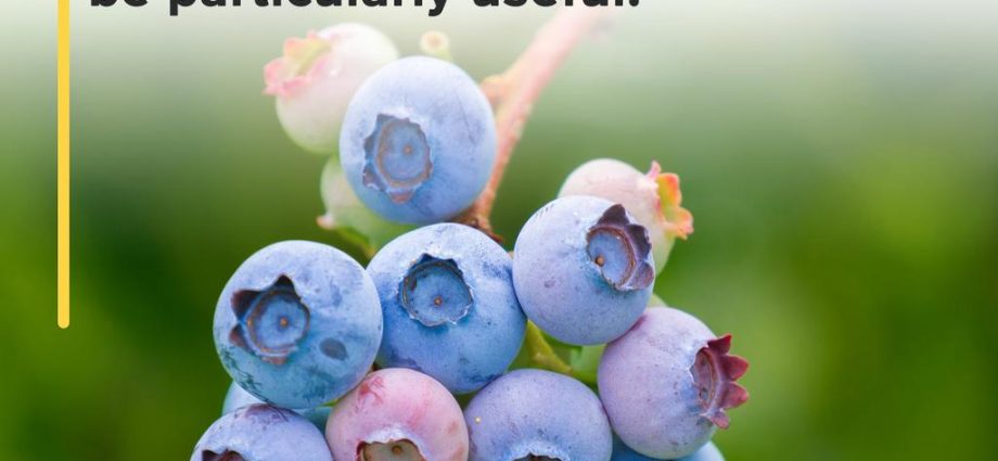 Blueberries help reduce the risk of Parkinson&#8217;s disease