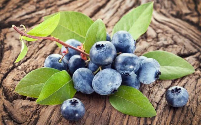 Blueberries in Siberia: planting and care in spring, growing features