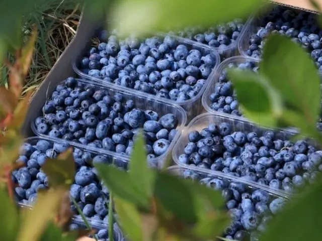 Blueberries in Siberia: planting and care in spring, growing features