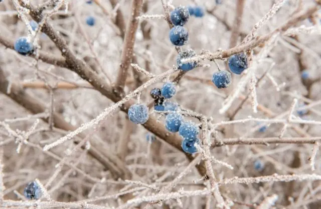 Blueberries in Siberia: planting and care in spring, growing features