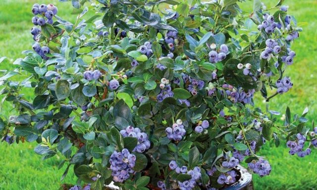 Blueberries in Siberia: planting and care in spring, growing features