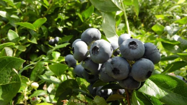 Blueberries in Siberia: planting and care in spring, growing features