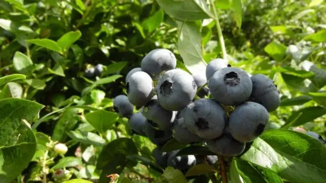 Blueberries in Siberia: planting and care in spring, growing features