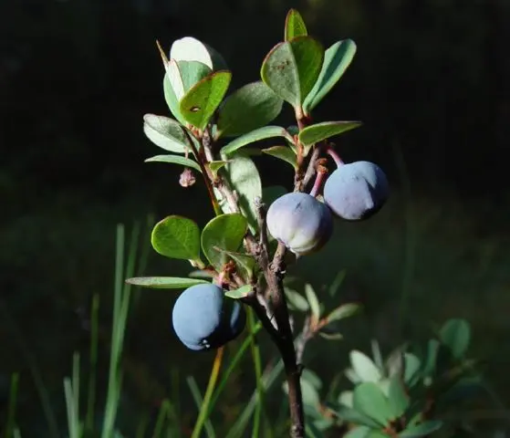 Blueberries in Siberia: planting and care in spring, growing features