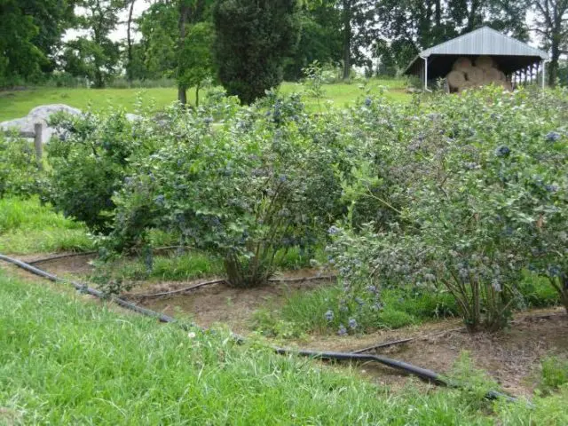 Blueberries in Siberia: planting and care in spring, growing features