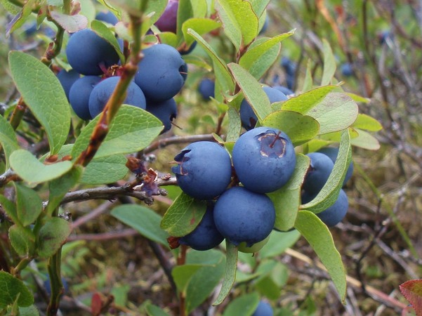 Blueberries in the Urals: reviews, best varieties