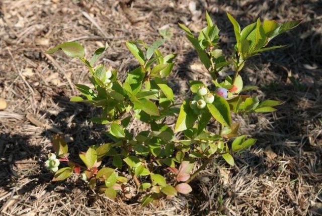 Blueberries in the Urals: reviews, best varieties