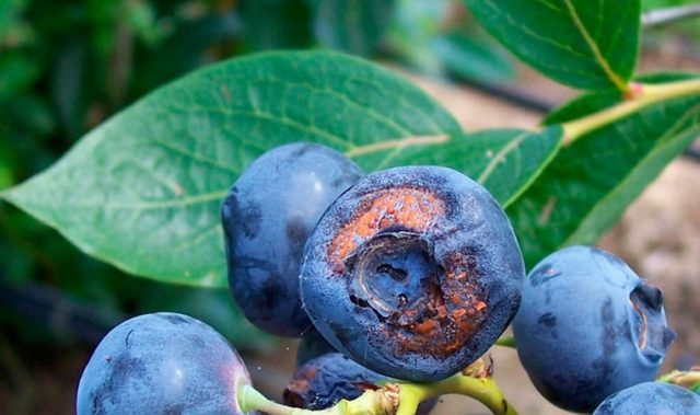 Blueberries in the Urals: reviews, best varieties