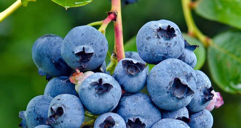 Blueberries in the Urals: reviews, best varieties